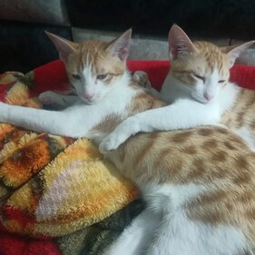Lily (female) and Bruce (male), are two four-month-old kittens,