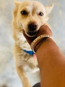 Snowy is a three-year-old Indian Spitz.