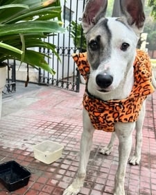 Blue is a one-year-old male dog.