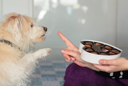 Chocolates are poisonous for dogs. (Shutterstock) Chocolates are poisonous for dogs. (Shutterstock)