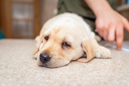 Weakness is one of the signs of internal bleeding. (Shutterstock) Weakness is one of the signs of internal bleeding. (Shutterstock)