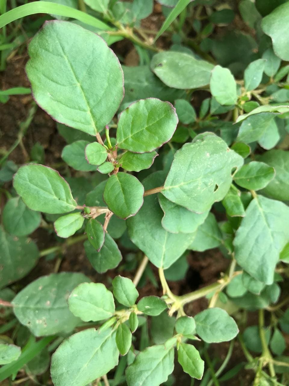 Horse purslane leaves at Kumar’s farm.