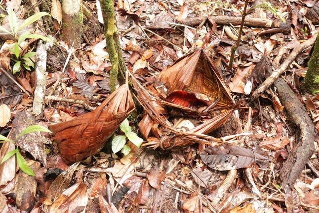 Remains of leaf baskets left behind by the uncontacted tribe of the Mamoria Grande. (Priscilla Oliveira / Survival International) Remains of leaf baskets left behind by the uncontacted tribe of the Mamoria Grande. (Priscilla Oliveira / Survival International)