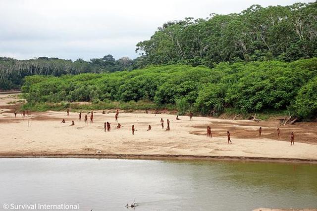 With logging intensifying in the region, 50 Mashco Piro males emerged near the Las Piedras river in 2024. (Survival International) With logging intensifying in the region, 50 Mashco Piro males emerged near the Las Piedras river in 2024. (Survival International)