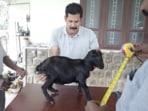 Kerala’s Karumbi, a 1.3 ft pygmy goat, was named the world’s shortest goat by Guinness World Records