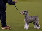 A handler holds a Miniature Schnauzer dog during a Terrier Group at Best in Show of the 149th Annual Westminster Kennel Club Dog Show at Madison Square Garden on February 11, 2025 in New York City.   (Representative image)