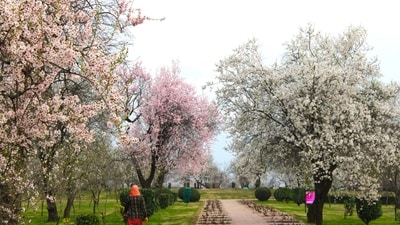 Step into a fairytale: Kashmir’s Badamwari Garden is in full bloom! (Image by X/JandKTourism) Step into a fairytale: Kashmir’s Badamwari Garden is in full bloom! (Image by X/JandKTourism)