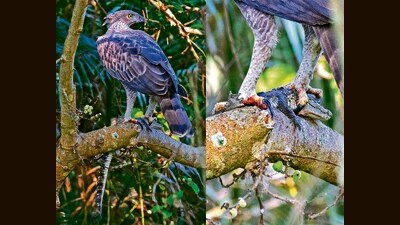 Changeable hawk-eagle with croc hatchling at Pilibhit Tiger Reserve. (Dr Rohan Sharma) Changeable hawk-eagle with croc hatchling at Pilibhit Tiger Reserve. (Dr Rohan Sharma)
