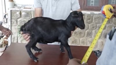 Kerala’s Karumbi, a 1.3 ft pygmy goat, was named the world’s shortest goat by Guinness World Records (Instagram/guinnessworldrecords) Kerala’s Karumbi, a 1.3 ft pygmy goat, was named the world’s shortest goat by Guinness World Records (Instagram/guinnessworldrecords)
