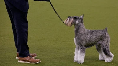 A handler holds a Miniature Schnauzer dog during a Terrier Group at Best in Show of the 149th Annual Westminster Kennel Club Dog Show at Madison Square Garden on February 11, 2025 in New York City. (Representative image) (Getty Images via AFP) A handler holds a Miniature Schnauzer dog during a Terrier Group at Best in Show of the 149th Annual Westminster Kennel Club Dog Show at Madison Square Garden on February 11, 2025 in New York City. (Representative image) (Getty Images via AFP)