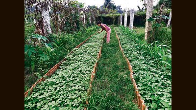 White amaranthus at Kumar’s farm. White amaranthus at Kumar’s farm.