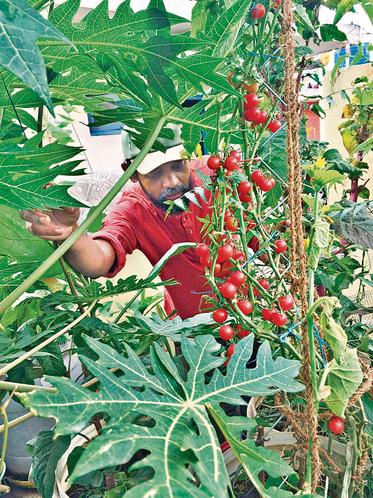 Kumar also grows plants such as tomatoes and spinach, because wild greens sprout alongside them. Kumar also grows plants such as tomatoes and spinach, because wild greens sprout alongside them.
