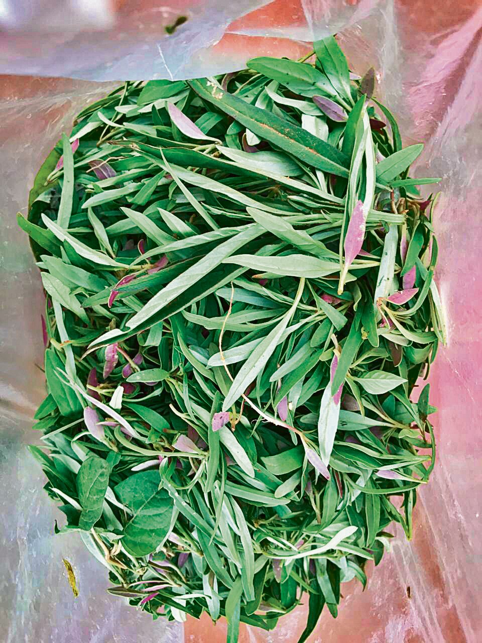 Water spinach grown by Kumar. Water spinach grown by Kumar.