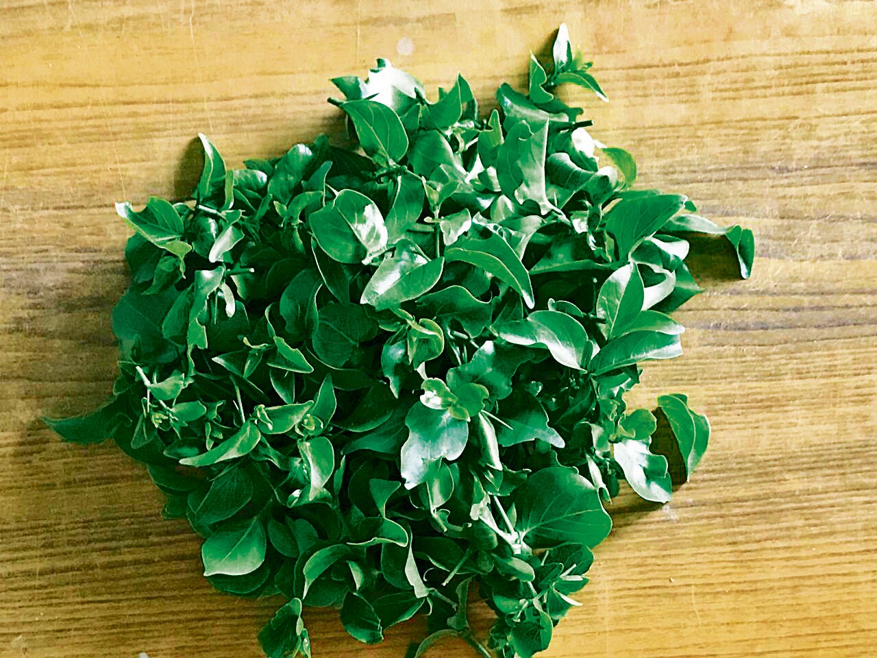 Cape date leaves grown by Kumar. Cape date leaves grown by Kumar.