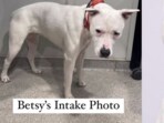 Goldberg shared a before and after photo of the dog, which went viral. Goldberg shared a before and after photo of the dog, which went viral.