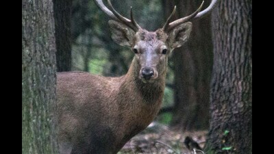 A population census is done every two years and in 2023, the population of the animal had slightly improved to 289 from 261 in 2021. (File) A population census is done every two years and in 2023, the population of the animal had slightly improved to 289 from 261 in 2021. (File)