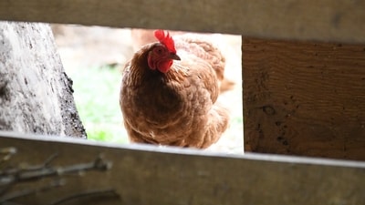 A case under BNS sections 325 (killing an animal), 115-2 (intentional hurt), 352 and 351-3 has been registered. (Representational Image/AP)