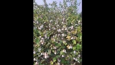 PAU recommends three varieties, LD 949, LD 1019 and FDK 124, for sowing. Another variety, PBD 88, has completed the first phase of the trial and is likely to be released in the next kharif season