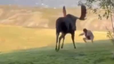 A tourist provoked a moose with hand gestures, causing it to charge. (X/@AMAZlNGNATURE)