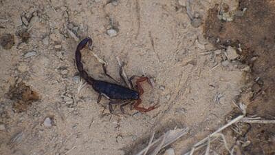 The forest thicktail scorpion. The forest thicktail scorpion.