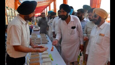 The new medium duration rice variety, PR 132, was introduced this year. (Manish/Hindustan Times)
