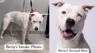 Goldberg shared a before and after photo of the dog, which went viral. (Instagram/@agoldphoto) Goldberg shared a before and after photo of the dog, which went viral. (Instagram/@agoldphoto)