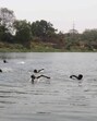 Ulhas river (HT) Ulhas river (HT)