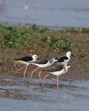 Whether the lethargy of the states on notifying wetlands is a symptom of a larger malaise of reluctance or mere administrative inertia needs to be ascertained (Arabinda Mahapatra)