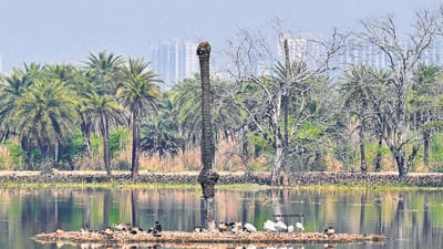 Migratory birds inside the Surajpur wetland in Greater Noida. Migratory birds inside the Surajpur wetland in Greater Noida.