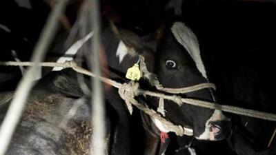 Over the past six years, Odisha has witnessed a significant surge in illegal cattle trafficking. (Representational image) Over the past six years, Odisha has witnessed a significant surge in illegal cattle trafficking. (Representational image)