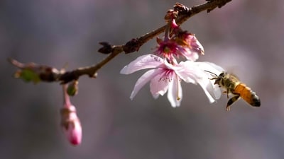 A honey bee flies in to collect pollen on a recently bloomed cherry blossom in Washington, DC, on March 19, 2025. DC�s beloved cherry blossoms have officially reached the halfway point to peak bloom, the National Park Service (NPS) announced March 19. The cherry blossoms entered stage three, according to NPS, where the flower�s florets have extended. (Photo by Jim WATSON / AFP) (AFP) A honey bee flies in to collect pollen on a recently bloomed cherry blossom in Washington, DC, on March 19, 2025. DC�s beloved cherry blossoms have officially reached the halfway point to peak bloom, the National Park Service (NPS) announced March 19. The cherry blossoms entered stage three, according to NPS, where the flower�s florets have extended. (Photo by Jim WATSON / AFP) (AFP)