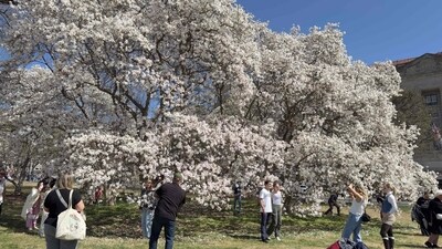 People take photos as cherry blossoms bloom in Washington, DC, on March 22, 2025. (Photo by Daniel SLIM / AFP) (AFP) People take photos as cherry blossoms bloom in Washington, DC, on March 22, 2025. (Photo by Daniel SLIM / AFP) (AFP)