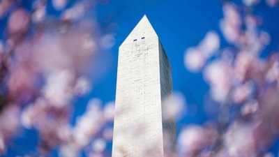 The Washington Monument stands behind recently bloomed cherry blossoms in Washington, DC, on March 19, 2025. DC�s beloved cherry blossoms have officially reached the halfway point to peak bloom, the National Park Service (NPS) announced March 19. The cherry blossoms entered stage three, according to NPS, where the flower�s florets have extended. (Photo by Jim WATSON / AFP) (AFP) The Washington Monument stands behind recently bloomed cherry blossoms in Washington, DC, on March 19, 2025. DC�s beloved cherry blossoms have officially reached the halfway point to peak bloom, the National Park Service (NPS) announced March 19. The cherry blossoms entered stage three, according to NPS, where the flower�s florets have extended. (Photo by Jim WATSON / AFP) (AFP)