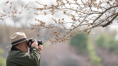 A National Park Service ranger photographs a cherry blossom tree as it begins to bloom along the Tidal Basin on the National Mall during a Cherry Blossom Tree Care media availability held by the National Park Service and the Trust for the National Mall in Washington, DC, on March 20, 2025.
in Washington, DC, on March 20, 2025. (Photo by SAUL LOEB / AFP) (AFP) A National Park Service ranger photographs a cherry blossom tree as it begins to bloom along the Tidal Basin on the National Mall during a Cherry Blossom Tree Care media availability held by the National Park Service and the Trust for the National Mall in Washington, DC, on March 20, 2025.
in Washington, DC, on March 20, 2025. (Photo by SAUL LOEB / AFP) (AFP)