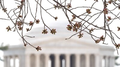 A cherry blossom tree begins to bloom along the Tidal Basin near the Jefferson Memorial on the National Mall during a Cherry Blossom Tree Care media availability held by the National Park Service and the Trust for the National Mall in Washington, DC, on March 20, 2025. (Photo by SAUL LOEB / AFP) (AFP) A cherry blossom tree begins to bloom along the Tidal Basin near the Jefferson Memorial on the National Mall during a Cherry Blossom Tree Care media availability held by the National Park Service and the Trust for the National Mall in Washington, DC, on March 20, 2025. (Photo by SAUL LOEB / AFP) (AFP)