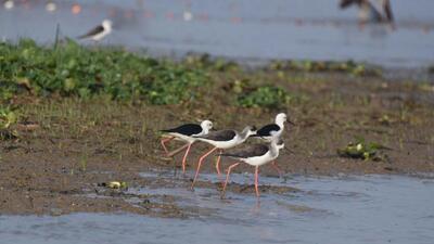 Whether the lethargy of the states on notifying wetlands is a symptom of a larger malaise of reluctance or mere administrative inertia needs to be ascertained (Arabinda Mahapatra) Whether the lethargy of the states on notifying wetlands is a symptom of a larger malaise of reluctance or mere administrative inertia needs to be ascertained (Arabinda Mahapatra)