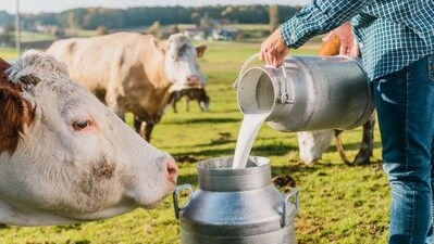Is your "healthy" raw milk hiding bird flu? Experts weigh in! (Image by Cow Lovers Shop) Is your "healthy" raw milk hiding bird flu? Experts weigh in! (Image by Cow Lovers Shop)