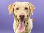 Labrador