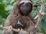 sloth