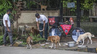Mumbai, India - July 13, 2020: Members of Sion Friends Circle feed food and milk to the stray dogs and cats at Matunga in Mumbai, India, on Monday, July 13, 2020. (Photo by Pratik Chorge/Hindustan Times) (Pratik Chorge/HT PHOTO)