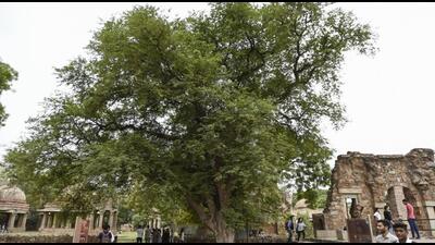 New Delhi, India - June 26, 2018: Recognized as one of eighteen 'Natural Heritage' trees in the city and at over a hundred years old, the deciduous Imli tree in the at Hauz Khas village monuments compound is a fine attraction in itself. (Photo by Burhaan Kinu/ Hindustan Times) (Burhaan Kinu/HT PHOTO) New Delhi, India - June 26, 2018: Recognized as one of eighteen 'Natural Heritage' trees in the city and at over a hundred years old, the deciduous Imli tree in the at Hauz Khas village monuments compound is a fine attraction in itself. (Photo by Burhaan Kinu/ Hindustan Times) (Burhaan Kinu/HT PHOTO)
