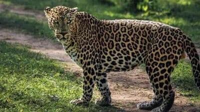 The Madhya Pradesh forest department earlier said they wanted to improve the prey base for cheetahs by shifting leopards . (FILE/REPRESENTATIVE IMAGE) The Madhya Pradesh forest department earlier said they wanted to improve the prey base for cheetahs by shifting leopards . (FILE/REPRESENTATIVE IMAGE)
