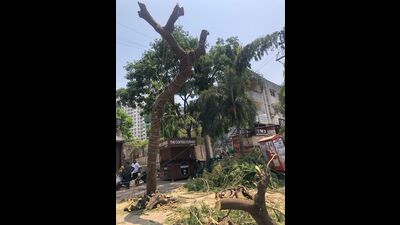 The garden department served notice to the builder who did not take any further action, the residents’ association members alleged. (HT) The garden department served notice to the builder who did not take any further action, the residents’ association members alleged. (HT)