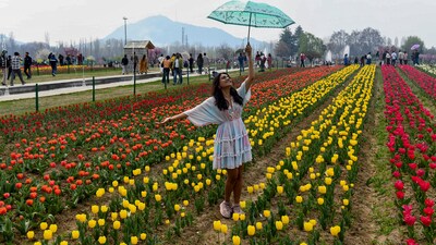 A woman with an umbrella stands among blooming tulips at Asia’s largest tulip garden after its opening, at the foothills of Zabarwan, in Srinagar on Wednesday. (ANI Photo/Basit Zargar)