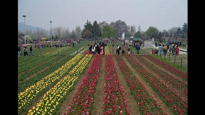 Visitors at Asia's largest tulip in Srinagar on Wednesday. (Waseem Andrabi /HT)