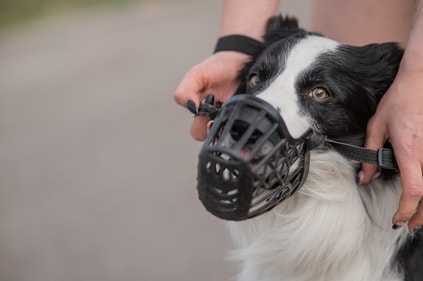 Muzzle prevents them from biting or licking their wounds. (Shutterstock)