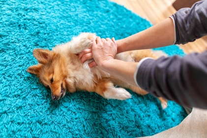 Acting quickly with the Heimlich maneuver can get your dog out of danger. (Shutterstock)