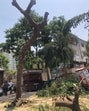 The garden department served notice to the builder who did not take any further action, the residents’ association members alleged. (HT)