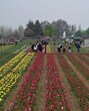 Visitors at Asia's largest tulip in Srinagar on Wednesday. (Waseem Andrabi /HT) Visitors at Asia's largest tulip in Srinagar on Wednesday. (Waseem Andrabi /HT)