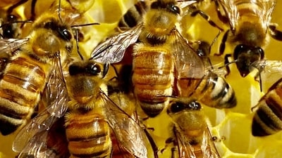 At least 10 members of the group were bitten by honeybees during the incident that occurred on Wednesday. (Representational) At least 10 members of the group were bitten by honeybees during the incident that occurred on Wednesday. (Representational)
